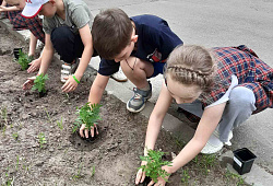 Цветами полнится земля - начальная школа высадили рассаду